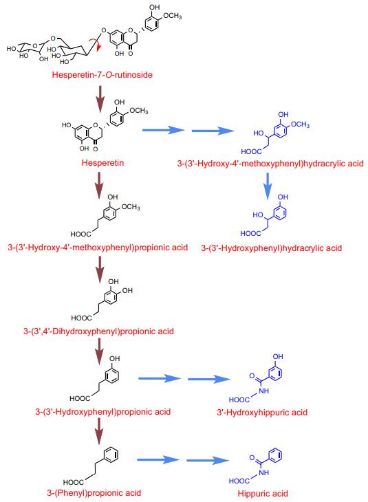 Proposed pathway for the catabolism of naringenin-7-Orutinoside