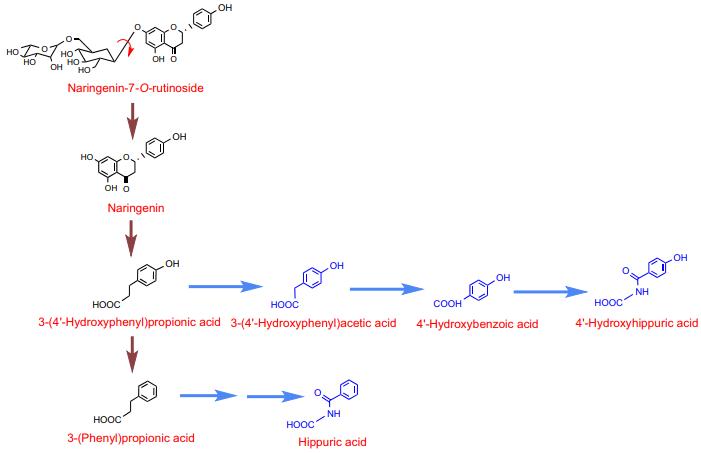 Proposed pathway for the catabolism of naringenin-7-Orutinoside