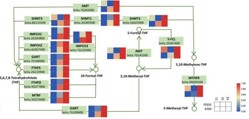 Changes of content of starch and sucrose in mother scales and bulblets of L. davidii var. unicolor.