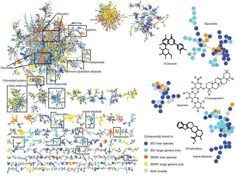 Molecular network of 36,223 compounds in leaves of tree and shrub species from SERC, Maryland and BCI, Panama.