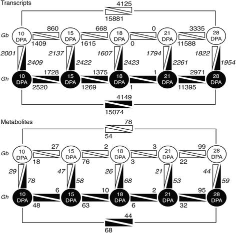 Quantitative changes in the transcriptome and metabolome within and between Gb and Gh fibers.