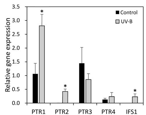 Relative expressions levels of pterocarpane reductase (PTR) and isoflavone synthase (IFS) in leaves of Lotus corniculatus after UV-B irradiance