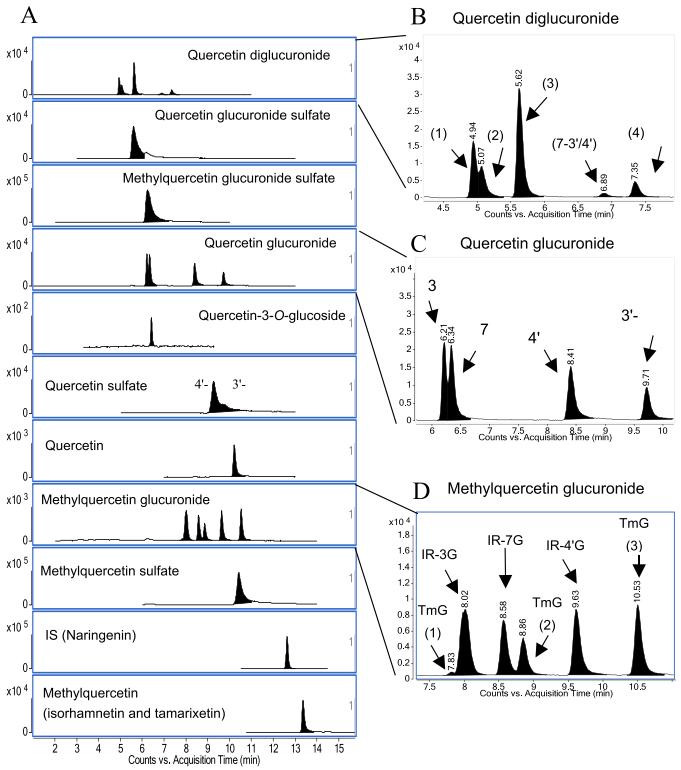 Typical MRM chromatograms of quercetin metabolites in rat plasma.