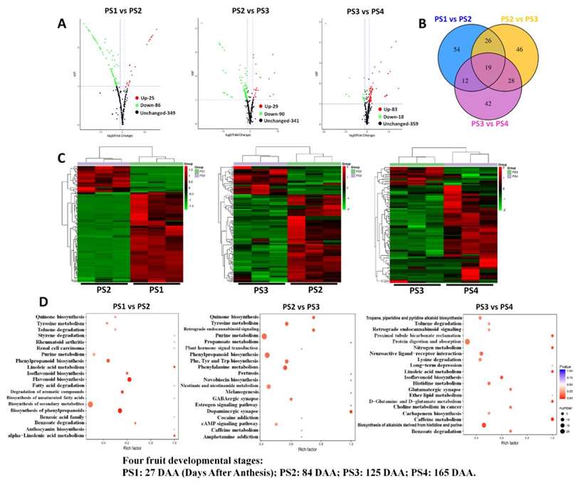 Differentially accumulated metabolites among different fruit-development stages