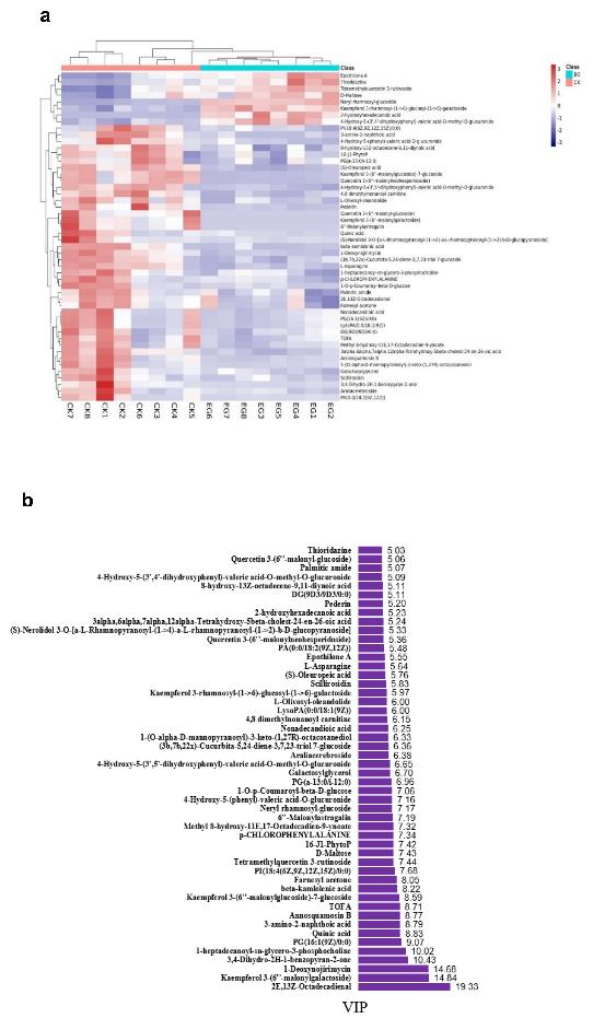Heat map of the top 50 differentially expressed metabolites in EG CK in mulberry Yu-711 leaves based on hierarchical clustering analysis.