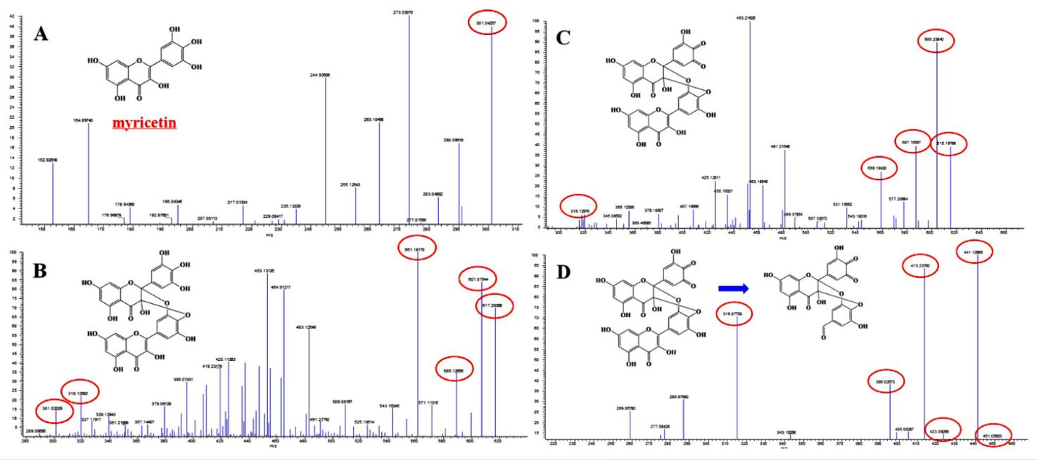 MS–MS chromatogram of new products of myricetin in DMEM
