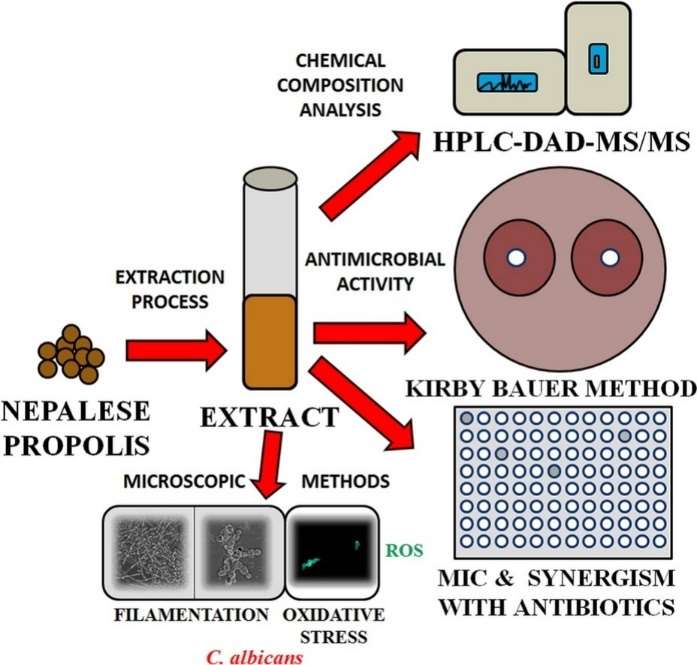 Neoflavonoids Analysis Service