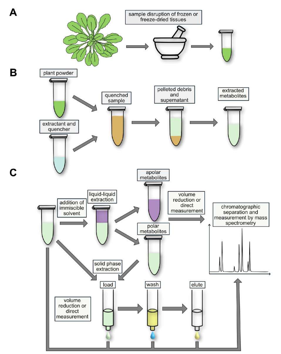 Schematic representation of a typical workflow for the analysis of nucleotides and nucleosides in plants