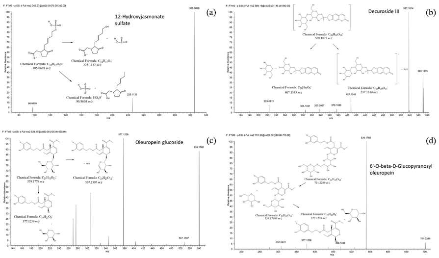 MS2 spectra of some annotated features together with their fragmentation patterns: 12-Hydroxyjasmonate sulfate (a), Decuroside III (b), Oleuropein glucoside (c) and 6'-O-beta-D-Glucopyranosyl-oleuropein (d)