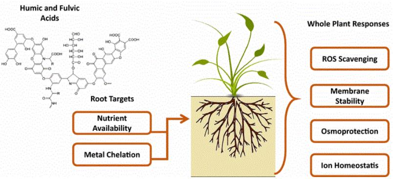 Key mechanism of stress avoidance targeted by humic acid and fulvic acid