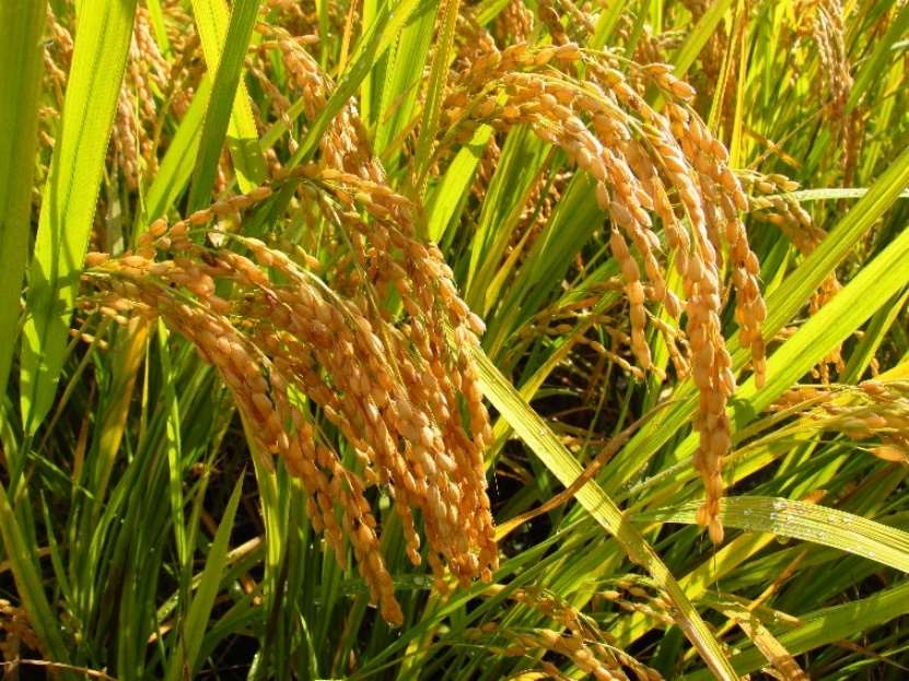 Oryza sativa (Rice) Metabolomics Analysis