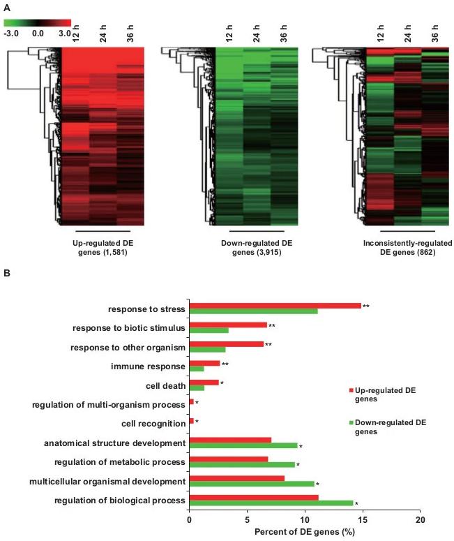 Functional analysis of differentially expressed (DE) genes.