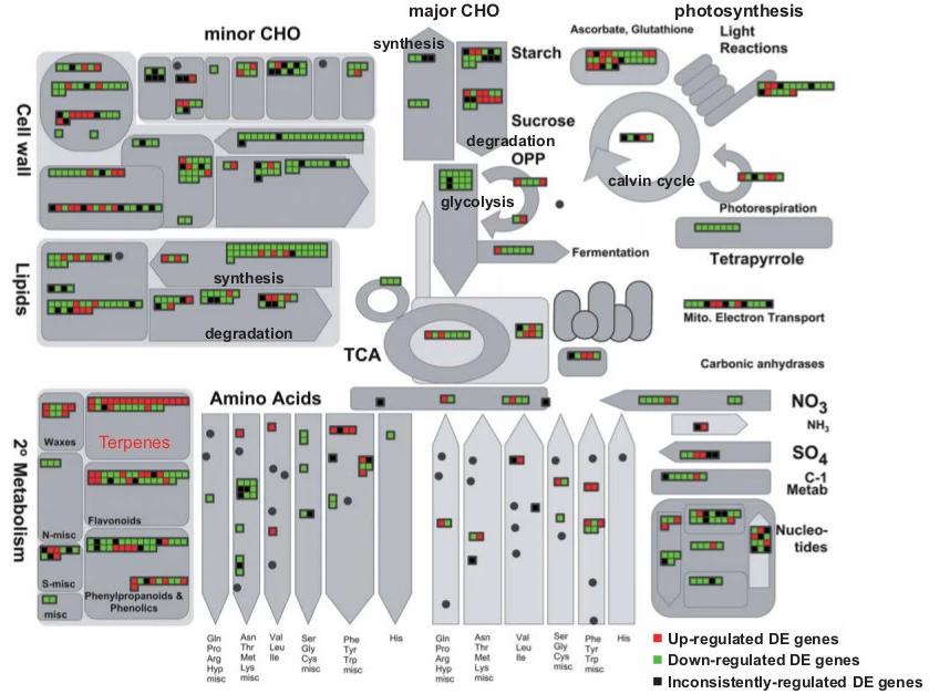 Overview of induced transcriptional changes for the enzymatic genes from various metabolic pathways.