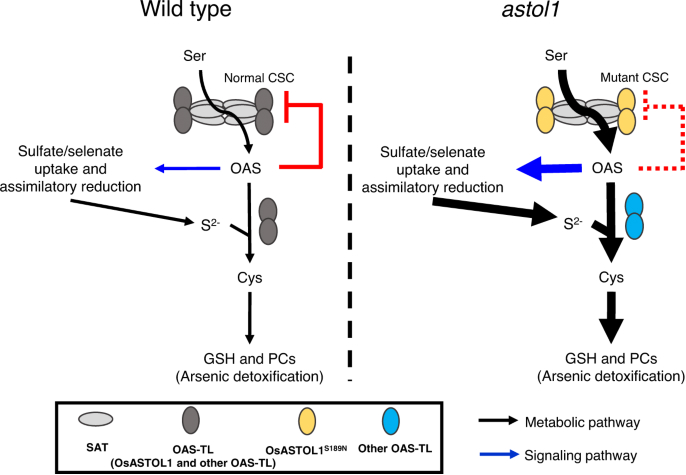 astol1 mutant enhances S and Se uptake and phytochelatins-dependent As detoxification.
