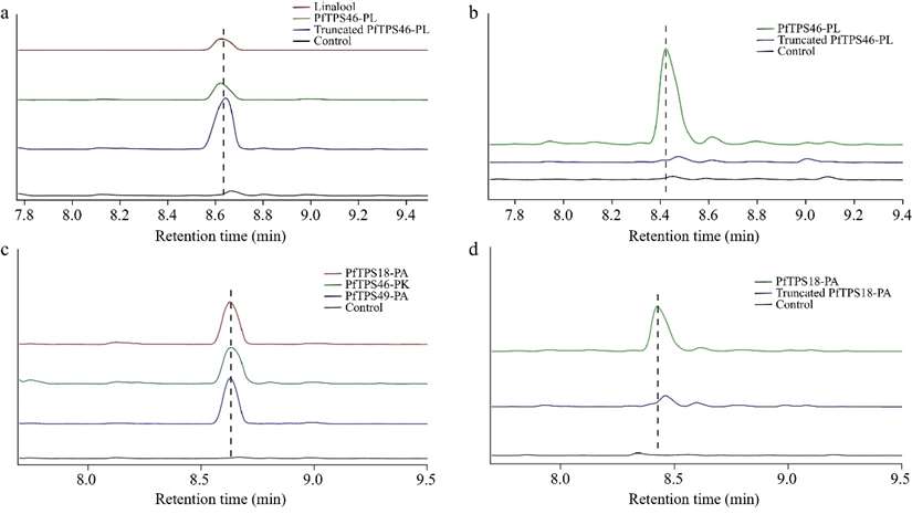 Functional characterization of four PfTPS enzymes. (a) Heterologous functional characterization and (b) in vitro enzymatic reaction of PfTPS46-PL. (c) Heterologous functional characterization and (d) in vitro enzymatic reaction of PfTPS46-PK, PfTPS18-PA, and PfTPS49-PA.