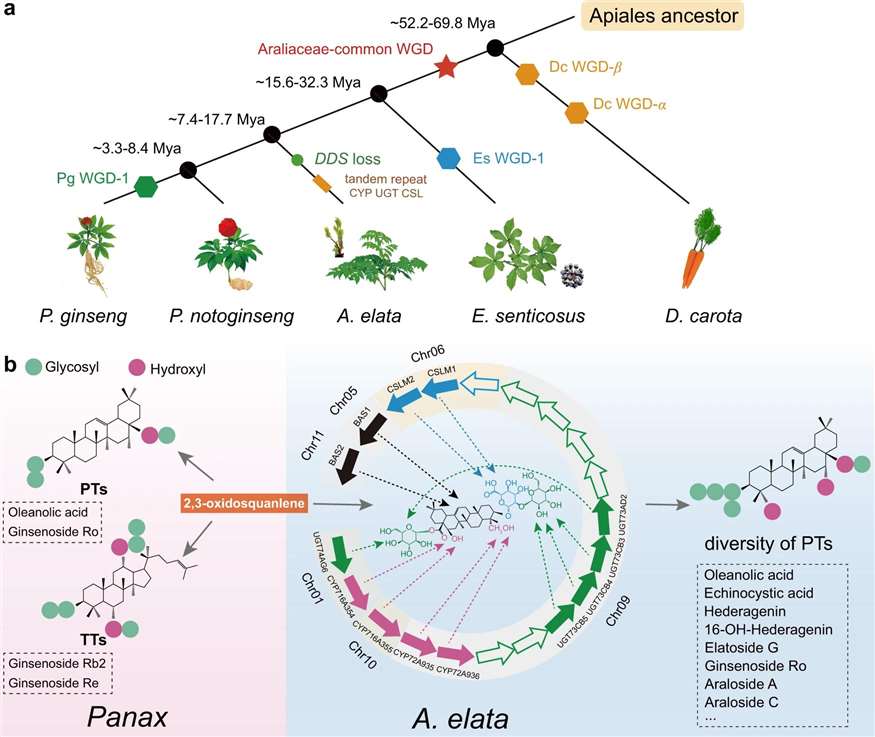 Phylogeny of Araliaceae medicinal plants and the mechanism of triterpenoid saponin diversity formation.
