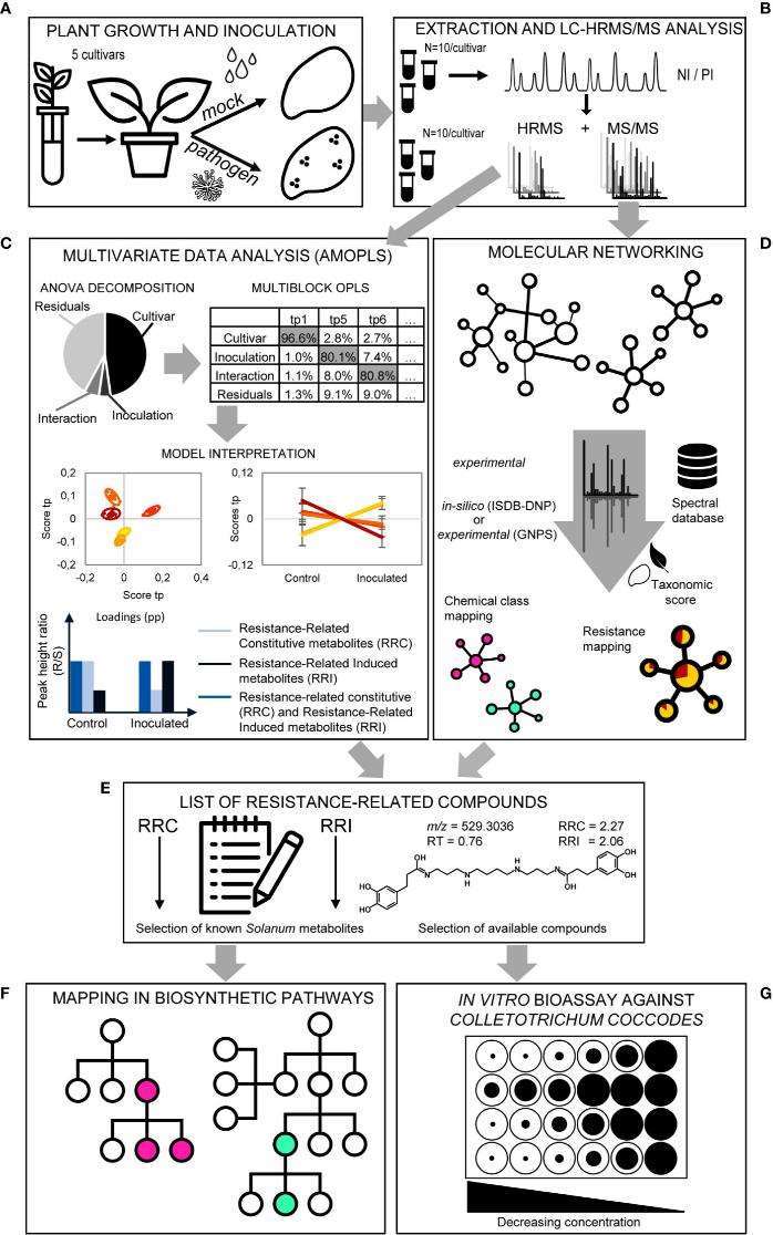 Overview of the metabolomics strategy.