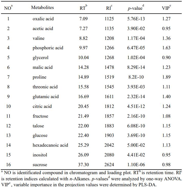 Identification of metabolites contibuting to the separation among sample groups on the PLS-DA scores plots of the data analyzed using GC/MS
