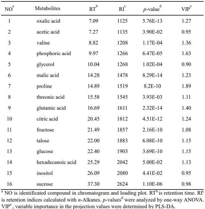 Identification of metabolites contibuting to the separation among sample groups on the PLS-DA scores plots of the data analyzed using GC/MS