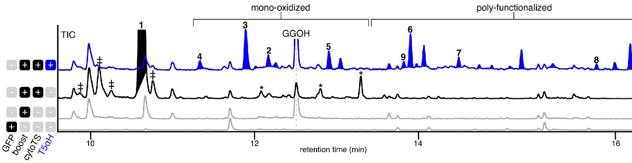 Chromatogram showing TIC peaks for mono-oxidized and poly-functionalized compounds with GGOH retention time analysis (Figure from Jack Chun-Ting Liu et al., 2024)