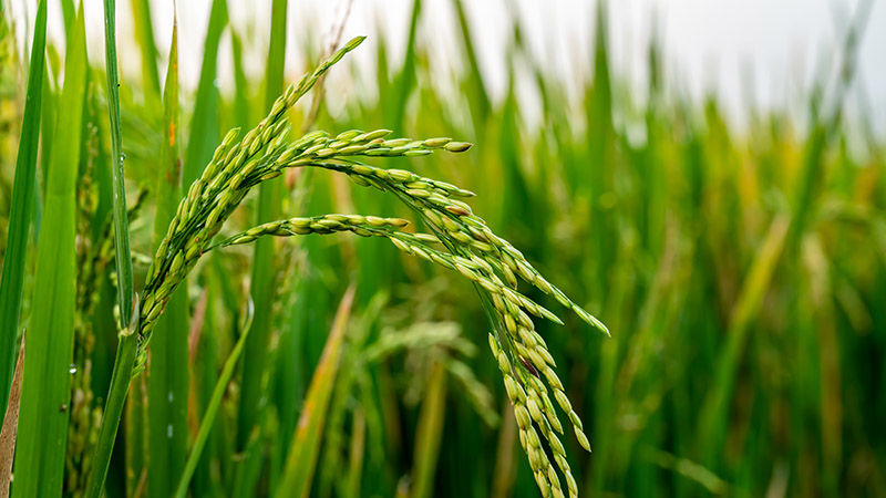 Oryza Sativa Metabolomics