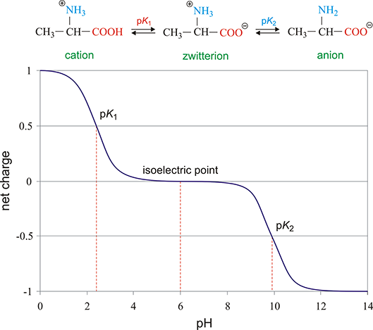 determination of isoelectric point determination of isoelectric point