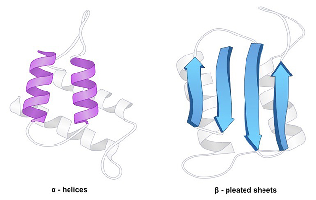 Protein Secondary Structure