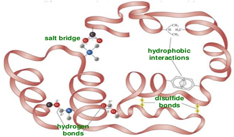 Tertiary Structure Analysis