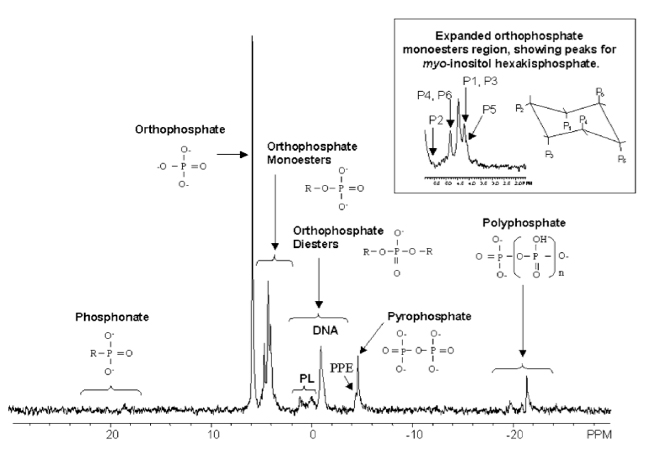 31P NMR Spectra Service