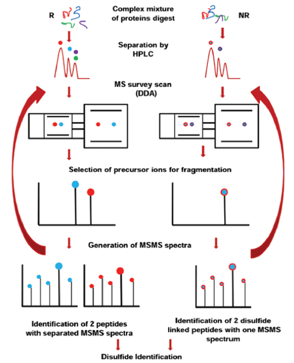 C-terminal lysine variants Determination Service