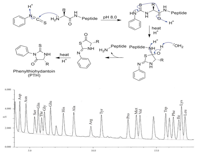 N-Terminal Sequencing by Edman Degradation Service