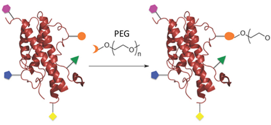 PEGylated Protein Analysis Service