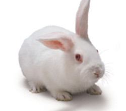 Rabbit Pyrogen Analysis Service