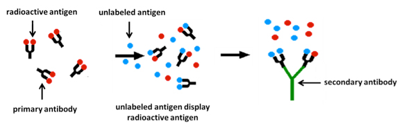 Radioimmunoassay (RIA) Service