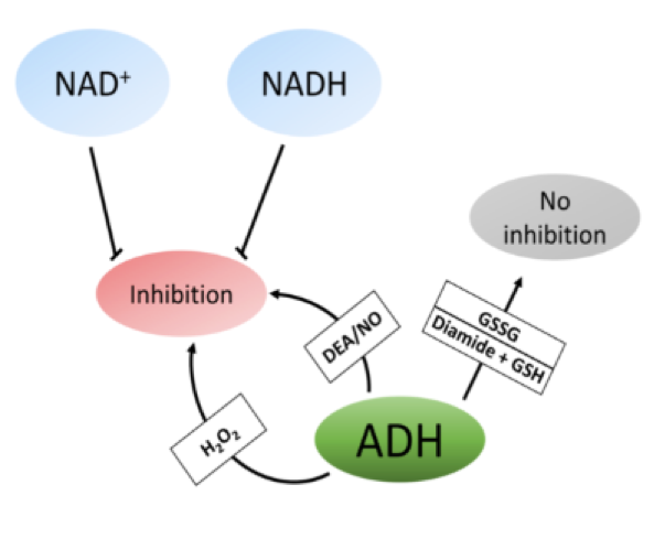 S-nitrosylation Analysis