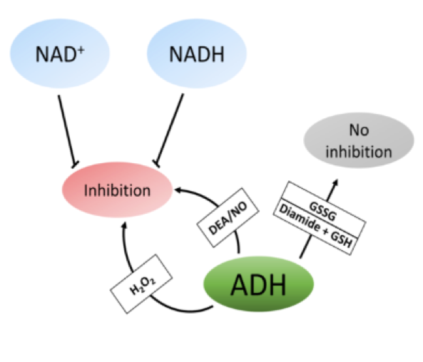  S-nitrosylation Analysis