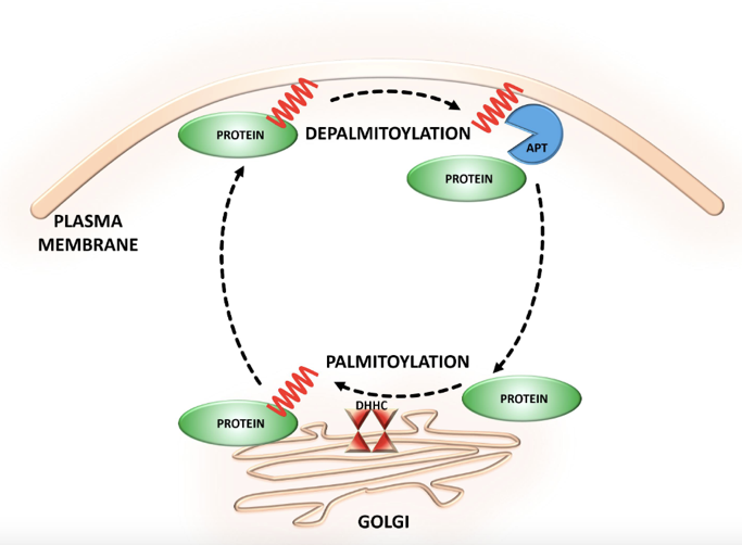 S-palmitoylation Analysis