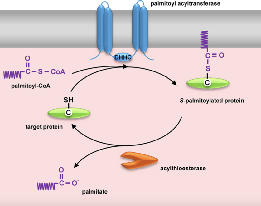 S-palmitoylation Analysis