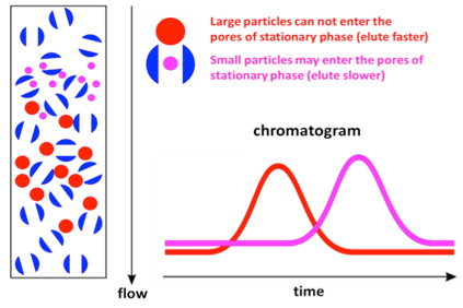 Size Exclusion Chromatography (SEC) Service