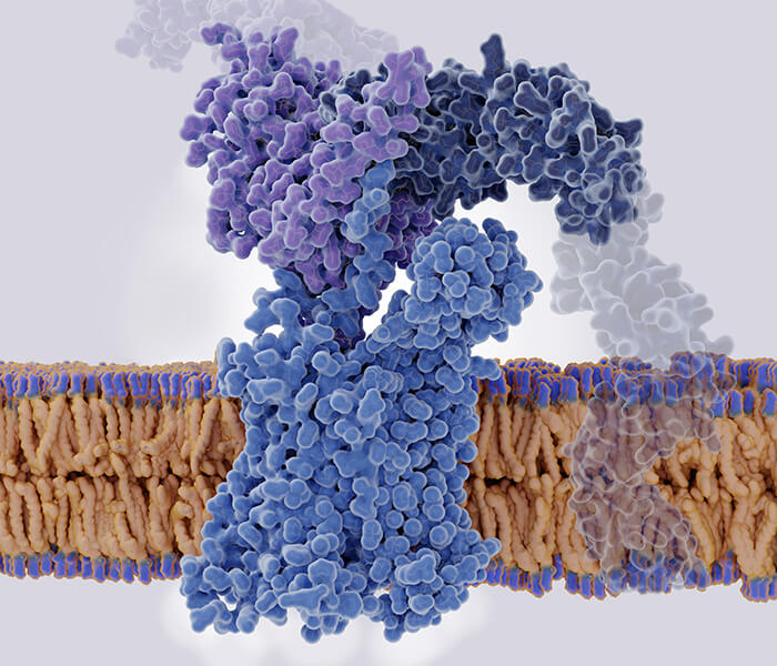 Bispecific antibody (bsAb) characterization