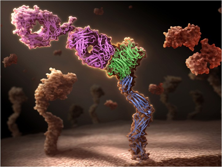 Antibody Advanced Structure Analysis