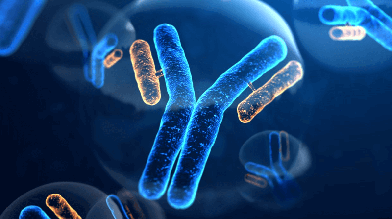 Antibody Drug Characterization Service