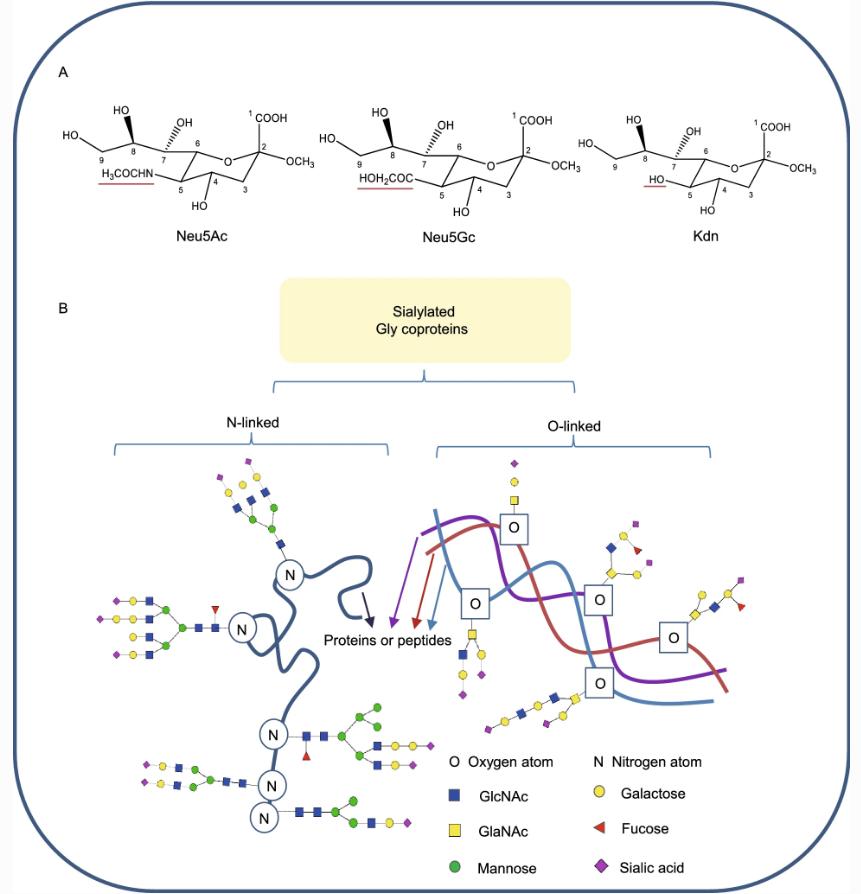 Structures of sialic acids and the diversity of sialylated glycoproteins.