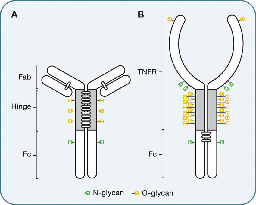 O-glycosylation of immunoglobulin G and Ig-fusion protein