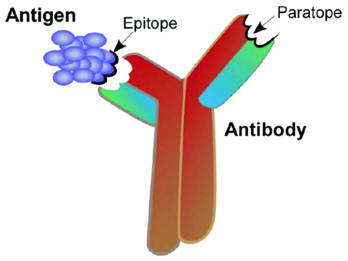 Epitopes vs. Paratopes. Epitopes are formed by amino acids on the target antigen, while paratopes are formed by amino acids on the binding antibody. Epitopes and paratopes interact to define the location and kinetics of binding.