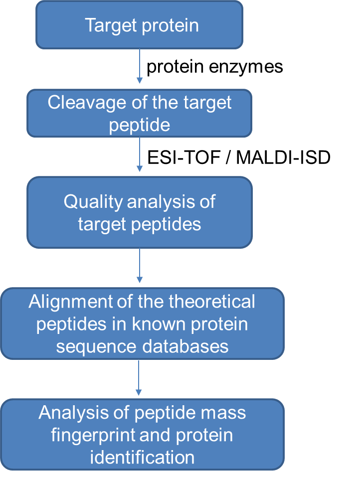 PEGylated Protein Analysis Service