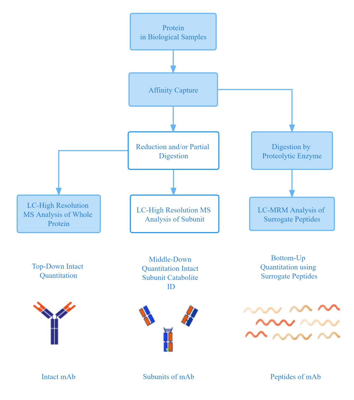 Mass spectrometry-based protein characterization techniques