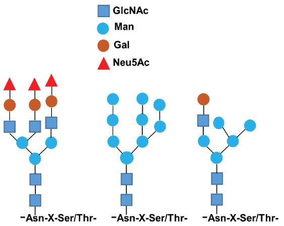 The structures of N-linked glycosylation proteins