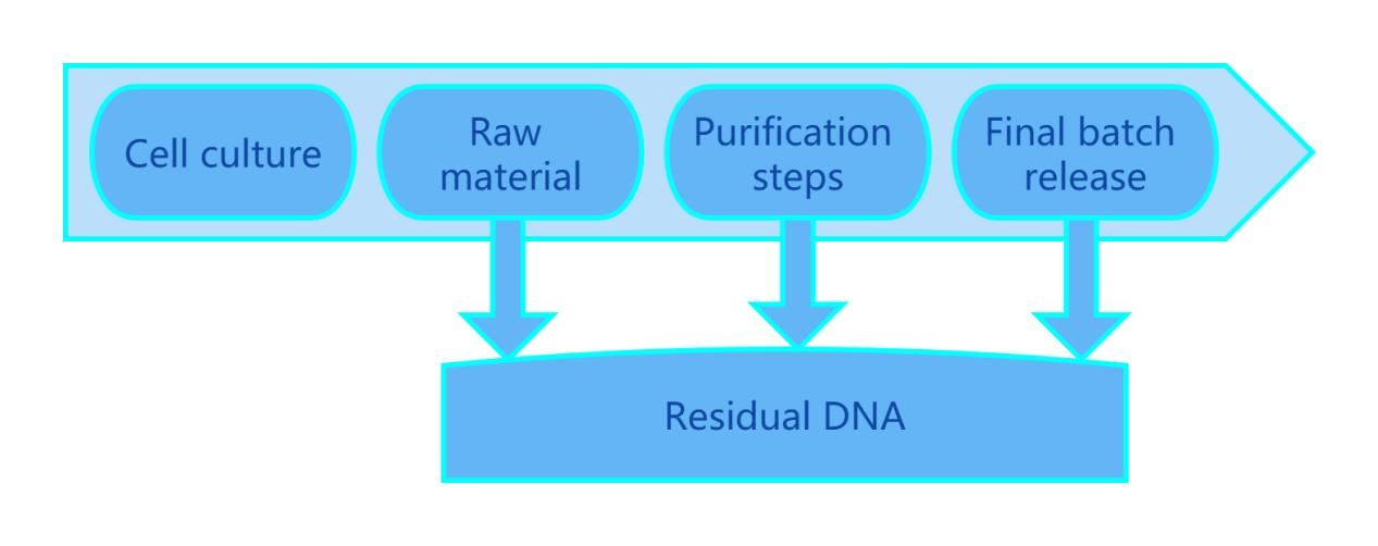 Residual DNA in Biological products production
