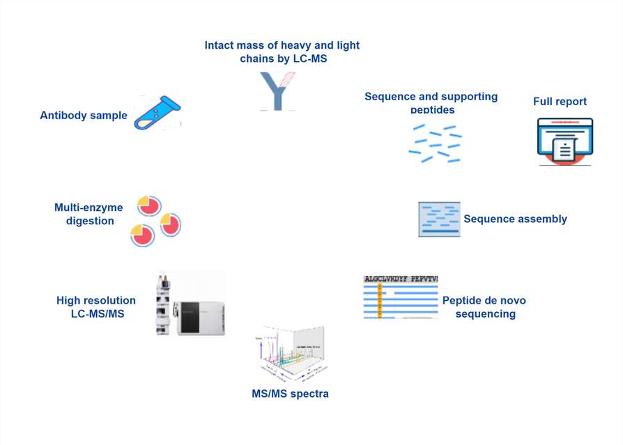Workflow of protein antibody full-length sequencing service